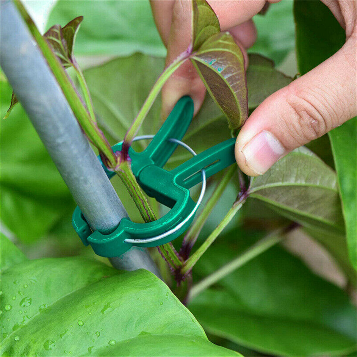 Free shipping- 20PCS Garden Plant Clips Tomato Tie Stem Orchid Support Weatherproof Grow Training